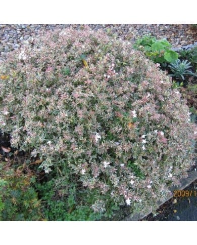 Abelia x grandiflora 'Confetti' - Flickr - Leonora (Ellie) Enking