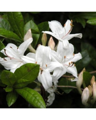 Azalée mollis 'Viscosum' - Azalea mollis (Doug McGrady)