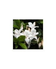 Azalée mollis 'Viscosum' - Azalea mollis (Doug McGrady)