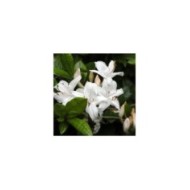 Azalée mollis 'Viscosum' - Azalea mollis (Doug McGrady)
