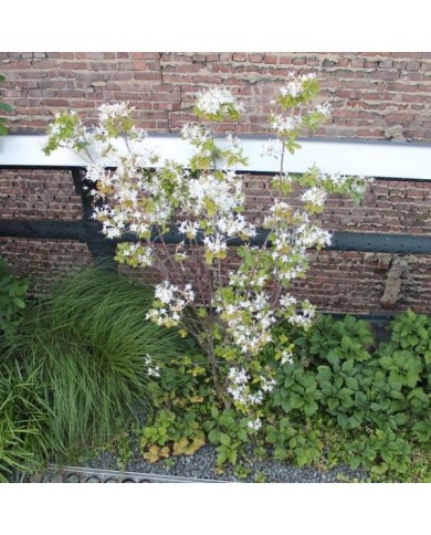Azalée mollis 'Viscosum' - Azalea mollis (Elvert Barnes)