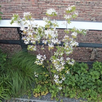 Azalée mollis 'Viscosum' - Azalea mollis (Elvert Barnes)
