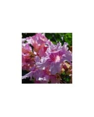 Bignone rose Comtesse Sarah