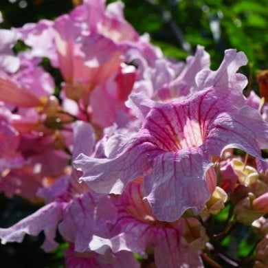 Bignone rose Comtesse Sarah