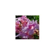Bignone rose Comtesse Sarah
