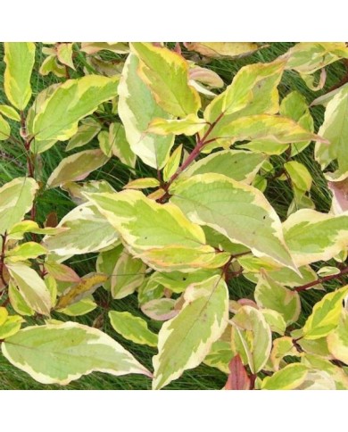 Cornus alba 'Gouchaultii' - feuillage panaché