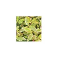 Cornus alba 'Gouchaultii' - feuillage panaché