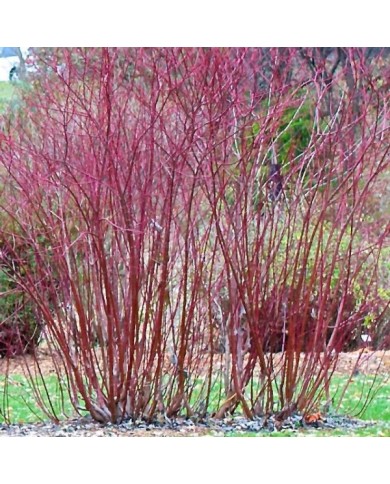 Cornus alba 'Gouchaultii'