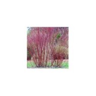 Cornus alba 'Gouchaultii'