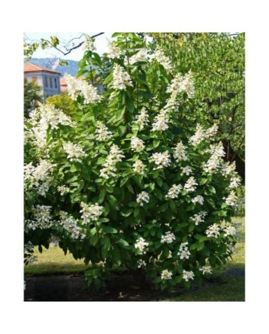Hortensia paniculé 'Unique' (Hydrangea paniculata) (Stefano / flickr.com)