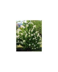 Hortensia paniculé 'Unique' (Hydrangea paniculata) (Stefano / flickr.com)