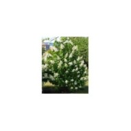 Hortensia paniculé 'Unique' (Hydrangea paniculata) (Stefano / flickr.com)