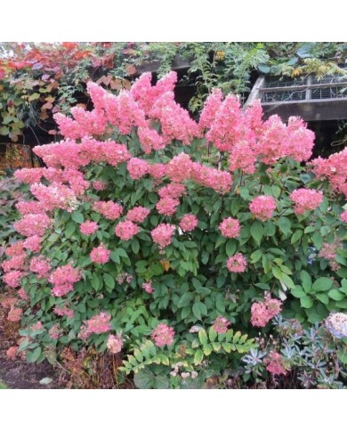 Hydrangea paniculata 'Unique' - fin de floraison (octobre) (Oregon State University)
