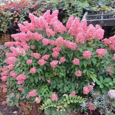 Hydrangea paniculata 'Unique' - fin de floraison (octobre) (Oregon State University)
