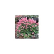 Hydrangea paniculata 'Unique' - fin de floraison (octobre) (Oregon State University)