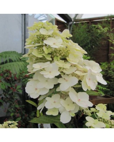 Hydrangea paniculata 'Unique' - fleurs blanches (Leonora (Ellie) Enking)