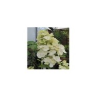 Hydrangea paniculata 'Unique' - fleurs blanches (Leonora (Ellie) Enking)