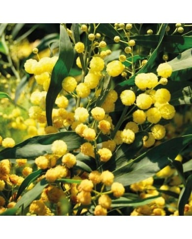 Mimosa PALME D'OR®  - Acacia floribunda Palme d'Or 'Cartif' - GLOBE PLANTER