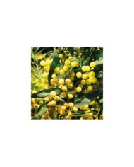 Mimosa PALME D'OR®  - Acacia floribunda Palme d'Or 'Cartif' - GLOBE PLANTER