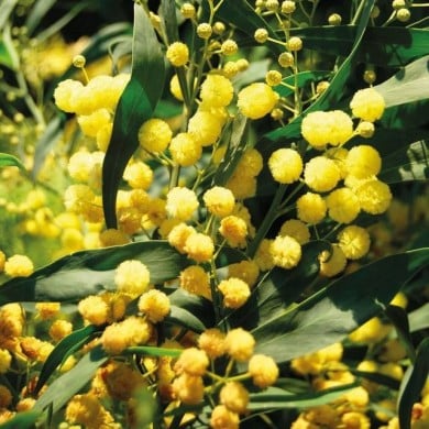 Mimosa PALME D'OR®  - Acacia floribunda Palme d'Or 'Cartif' - GLOBE PLANTER