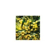 Mimosa PALME D'OR®  - Acacia floribunda Palme d'Or 'Cartif' - GLOBE PLANTER