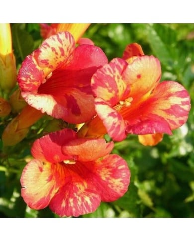 Bignone Orangeade® 'Tracamp'