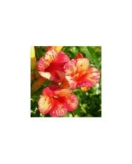Bignone Orangeade® 'Tracamp'