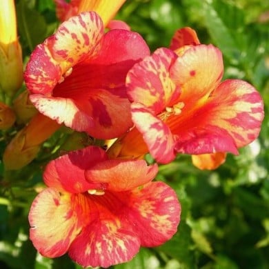 Bignone Orangeade® 'Tracamp'