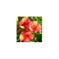 Bignone Orangeade® 'Tracamp'