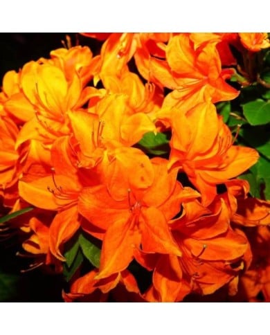 Azalée 'Hortulanus'