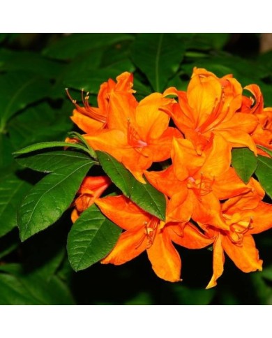 Azalée 'Hortulanus'