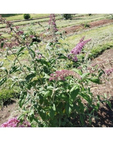 Arbre aux papillons 'Pink Delight' (Buddleja davidii) (Gail Langellotto / flickr.com)