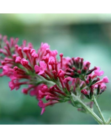 Arbre aux papillons Pink Delight (Buddleja davidii) - fleur (David J. Stang / Wikimedia)