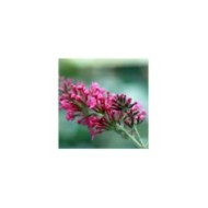 Arbre aux papillons Pink Delight (Buddleja davidii) - fleur (David J. Stang / Wikimedia)