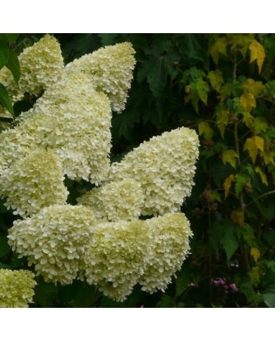 Hortensia paniculé Limelight - Flickr - Jane Nearing