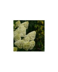 Hortensia paniculé Limelight - Flickr - Jane Nearing