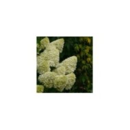 Hortensia paniculé Limelight - Flickr - Jane Nearing