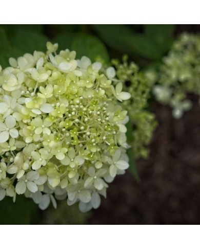 Hortensia paniculé 'Limelight' - Flickr - F. D. Richards