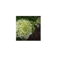 Hortensia paniculé 'Limelight' - Flickr - F. D. Richards
