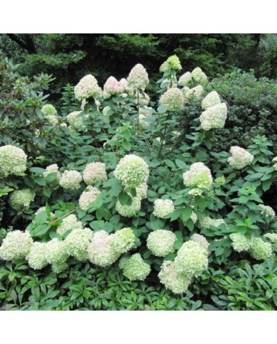 Hortensia paniculé Limelight - Flickr - Leonora (Ellie) Enking