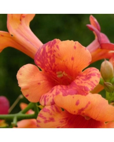 Bignone Orangeade® 'Tracamp'