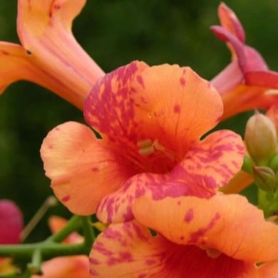 Bignone Orangeade® 'Tracamp'
