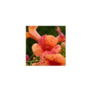 Bignone Orangeade® 'Tracamp'