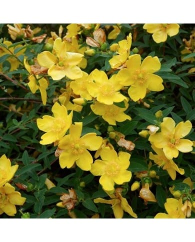 Millepertuis Hidcote (Hypericum hookerianum) (Wouter Hagens / Wikimedia)
