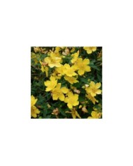 Millepertuis Hidcote (Hypericum hookerianum) (Wouter Hagens / Wikimedia)