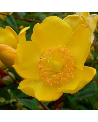 Millepertuis 'Hidcote' (Hypericum hookerianum) - fleur (Stan Shebs / Wikimedia)