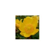 Millepertuis 'Hidcote' (Hypericum hookerianum) - fleur (Stan Shebs / Wikimedia)