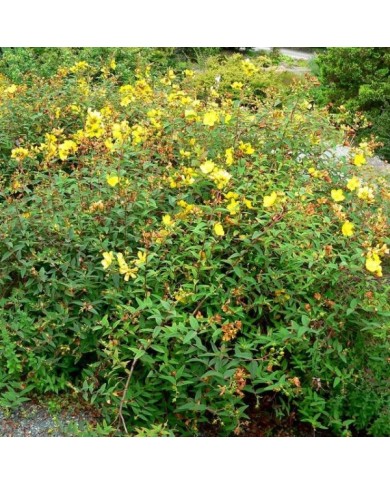 Millepertuis Hidcote (Hypericum hookerianum) - l'arbuste (Stan Shebs / Wikimedia)