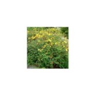 Millepertuis Hidcote (Hypericum hookerianum) - l'arbuste (Stan Shebs / Wikimedia)