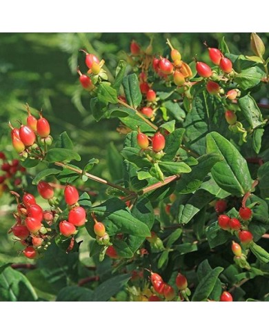 Millepertuis Hidcote (Hypericum hookerianum) - les fruits (Rob Hodgkins)